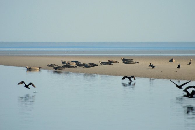 Seal Safari at UNESCO Site Waddensea from Amsterdam - A short stop in 17th-century Twisk