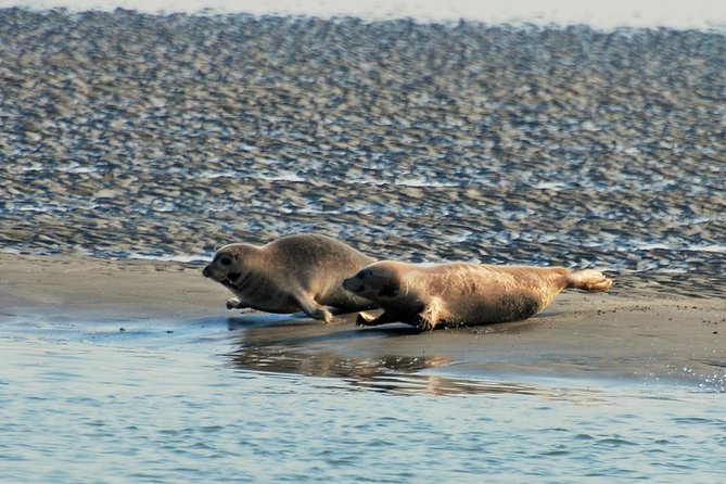 Seal Safari at UNESCO Site Waddensea from Amsterdam - Weather, timing, and what to pack