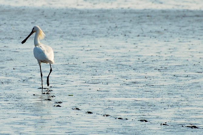 Seal Safari at UNESCO Site Waddensea from Amsterdam - Who will enjoy this day most?