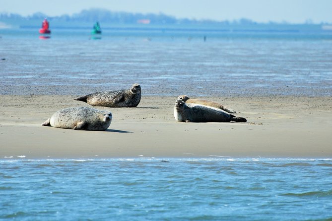 Seal Safari at UNESCO Site Waddensea from Amsterdam - The 2.5-hour boat trip