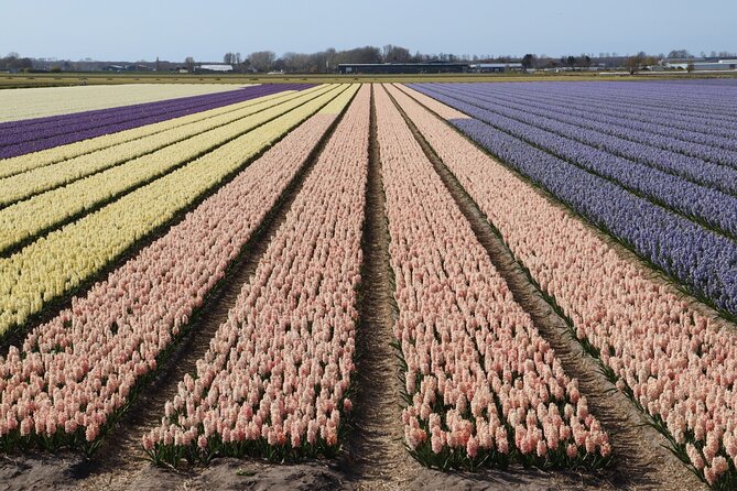 Small Group Keukenhof and Delft Guided Tour from Amsterdam - The tulip fields near Lisse: beautiful, brief, and seasonal
