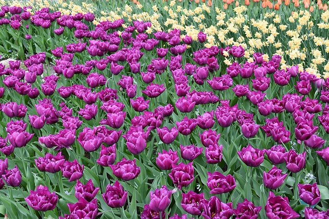 Tour to Giethoorn and Keukenhof Tulip Fields from Amsterdam - What the private Mercedes adds