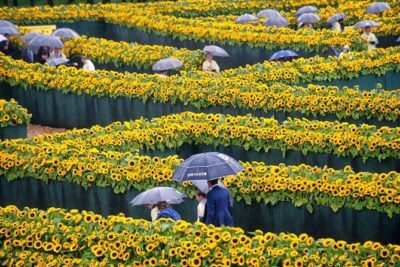 Van Gogh Museum Tour excluding Entrance Tickets