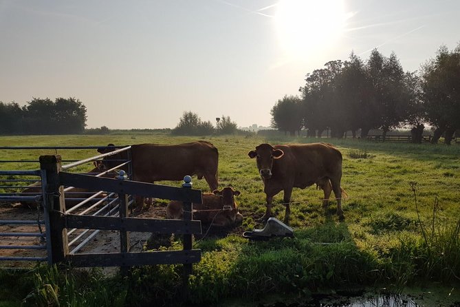 Zaanse Schans and Volendam Private Tour – Clogs, Cheese and More - Jacobs Hoeve and the Henri Willig cheese stop