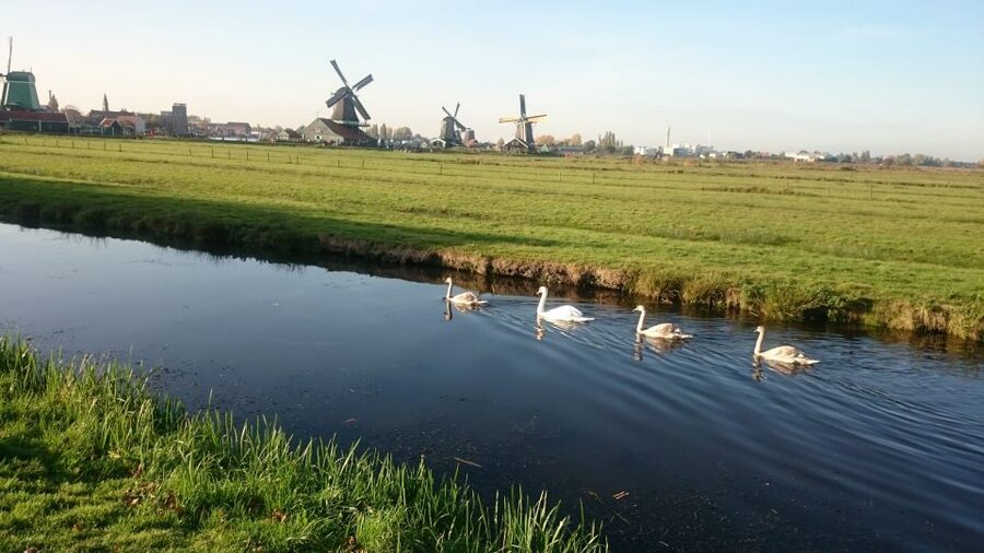 Zaanse Schans Windmills 4-Hour Tour in Italian - What the Italian guide adds